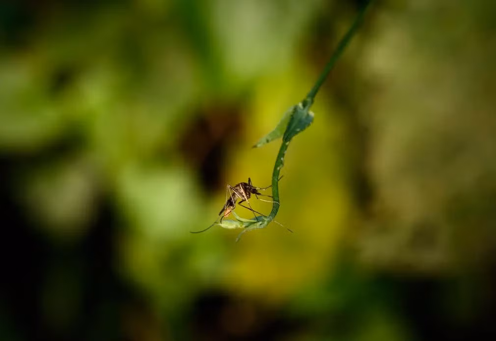 Những bức ảnh ấn tượng về động vật hoang dã -0