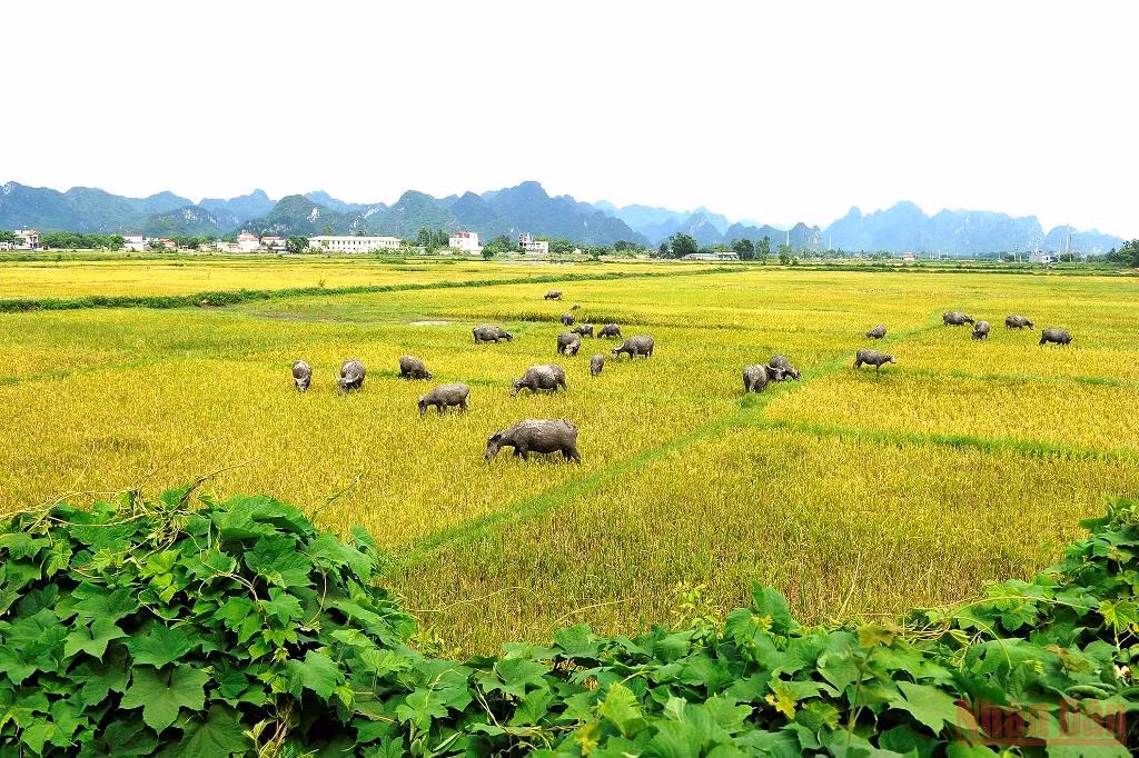 Đường làng vàng óng rơm quê -0