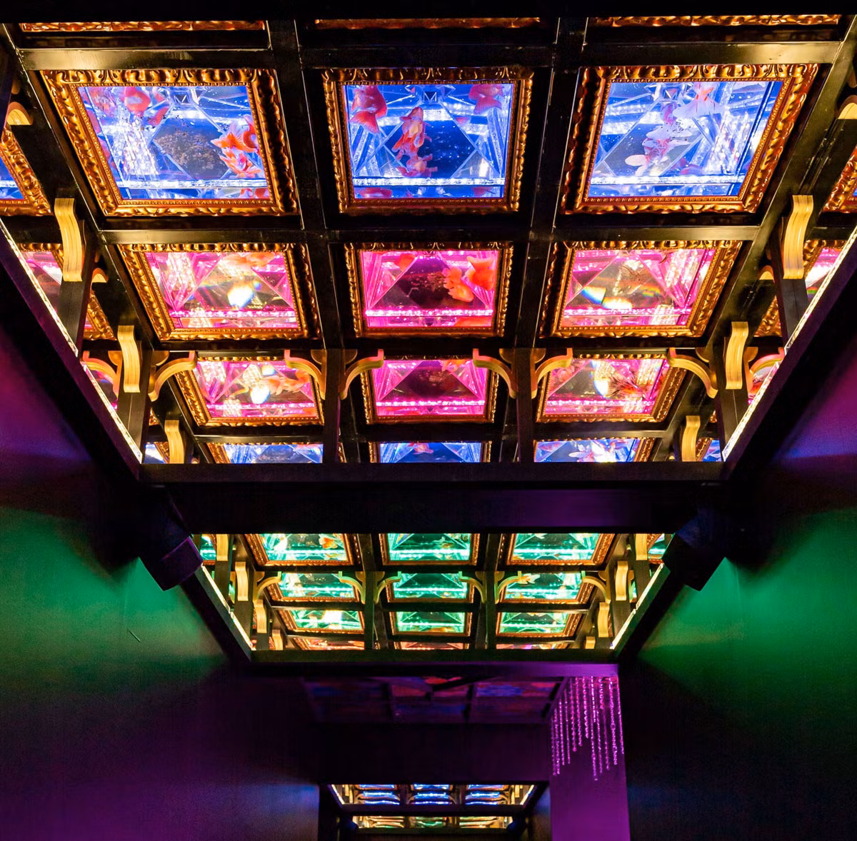 Huyền bí sắc màu Art Aquarium ở thủ đô Tokyo -3