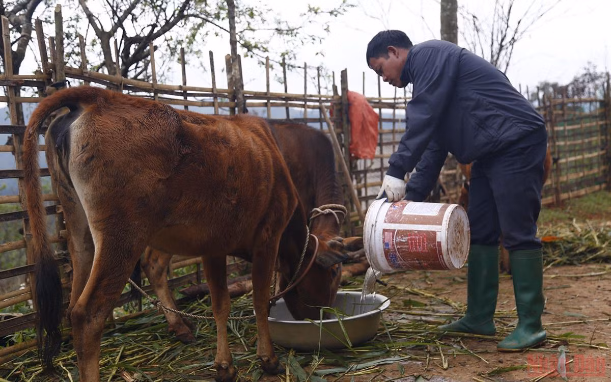 Người vùng cao chăm lo “đầu cơ nghiệp” khi giá rét -0