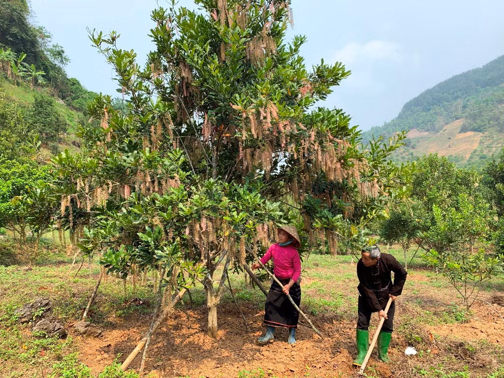 Khoa học và công nghệ thúc đẩy phát triển vùng dân tộc thiểu số và miền núi phía bắc -0