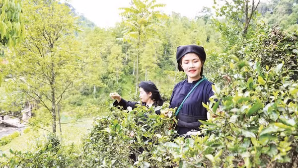 Trồng chè dưới tán rừng cây hồi tại thôn Khau Phụ, xã Bình Gia (Lạng Sơn), đem lại hiệu quả kinh tế cao. (Ảnh: nhandan.vn)