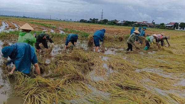 Ban Chỉ huy quân sự xã Hòa Thịnh giúp nhân dân thu hoạch lúa trước tình hình mưa lớn, gây ngập lụt. (Ảnh: CTV)