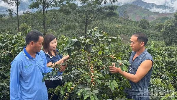 Cán bộ Trung tâm Dịch vụ tổng hợp xã Quài Tở (Điện Biên) hướng dẫn người dân bản Chế Á cách hái chọn quả cà-phê chín để không ảnh hưởng cây. (Ảnh: LÊ LAN)