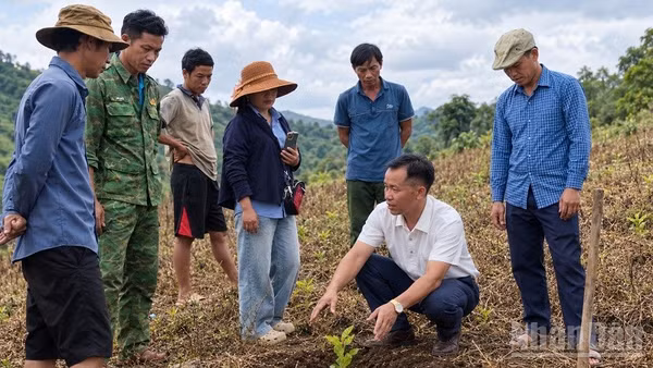 Anh Sùng A Dia (áo trắng) đang hướng dẫn người dân cách chăm sóc cây cà-phê trong giai đoạn đầu. (Ảnh: LÊ LAN)