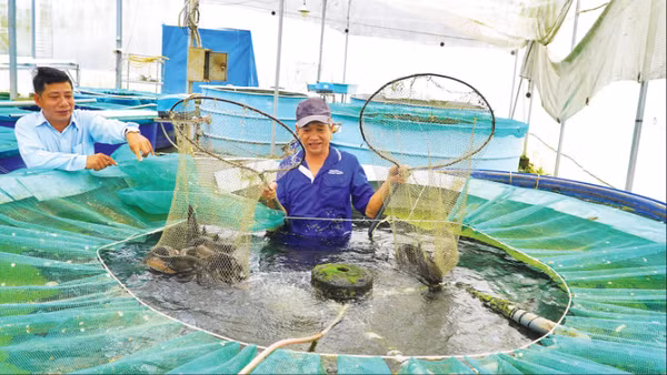 Mô hình trồng rau thủy canh kết hợp nuôi cá hữu cơ tại Công ty TNHH Nông sản Đồng Tháp AQUA, xã Lấp Vò, tỉnh Đồng Tháp.