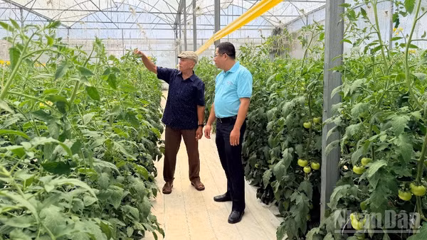 Ông Trần Sơn Tây (xã Tân Hội) chăm sóc vườn cà chua.