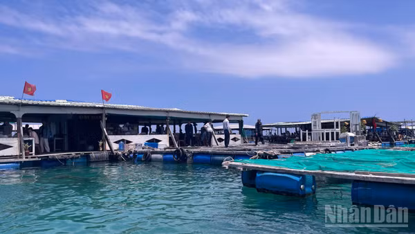 Các lồng bè nuôi cá trên đảo Phú Quý.