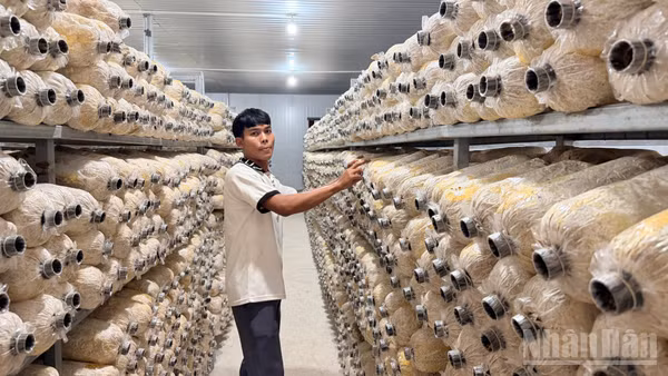 Mô hình trồng nấm đang phát triển. (Ảnh: THANH HẢI).