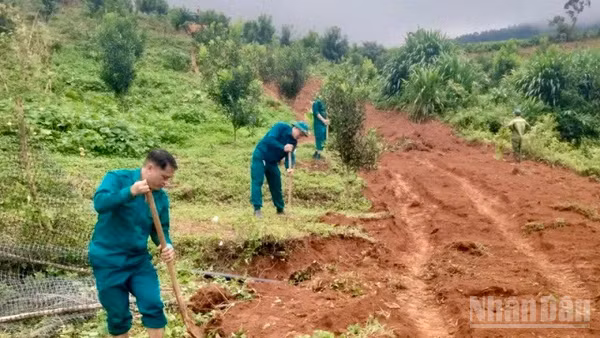 Dân quân tự vệ xã Chiềng Sinh cùng nhân dân bản Thín trồng cây tạo bóng trên các vườn mắc-ca, cà -phê. Ảnh: Lê Lan