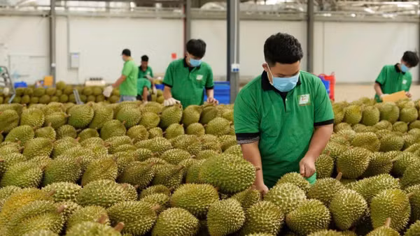 Kiểm tra sầu riêng trước khi xuất khẩu tại Tập đoàn Chánh Thu. (Ảnh: MINH ANH)
