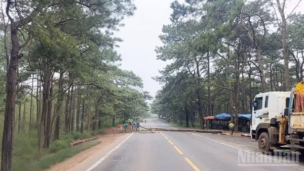 Xã Trường Xuân (Lâm Đồng) chủ động cắt hạ cây thông chết khô dọc tuyến Quốc lộ 14, nhằm phòng ngừa rủi ro xảy ra tai nạn cho người và phương tiện lưu thông.