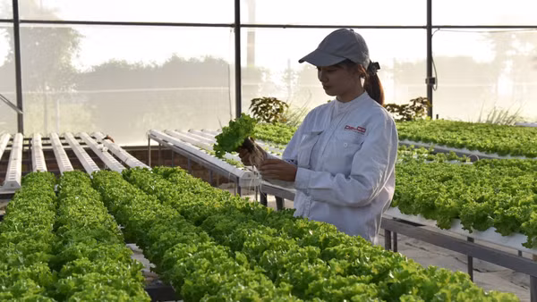 Trang trại thông minh Delco Farm tại tỉnh Bắc Ninh sản xuất theo tiêu chuẩn công nghệ cao. (Ảnh: TUỆ NGHI)