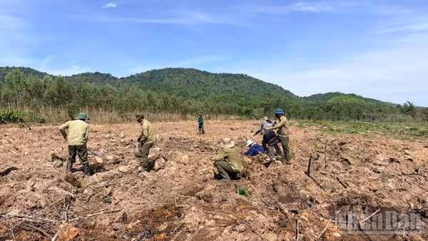 Các công nhân đang trồng rừng tại xã Hàm Thạnh.