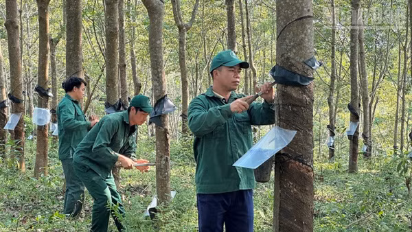 Công nhân Công ty cổ phần cao-su Điện Biên cạo mủ tại vườn cây trên địa bàn xã Chiềng Sinh. (Ảnh: LÊ LAN)