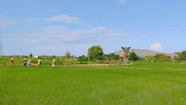 Nhiều nông dân sản xuất lúa, phát triển cánh đồng mẫu lớn. (Ảnh: THUẬN THANH)