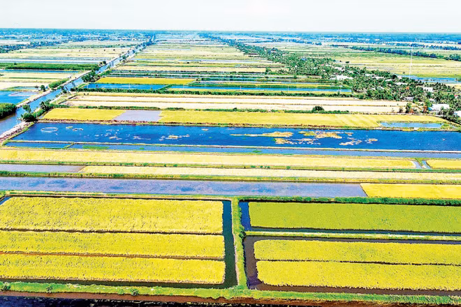 Mô hình lúa sinh thái canh tác trên đồng đất lúa-tôm của tỉnh Cà Mau.