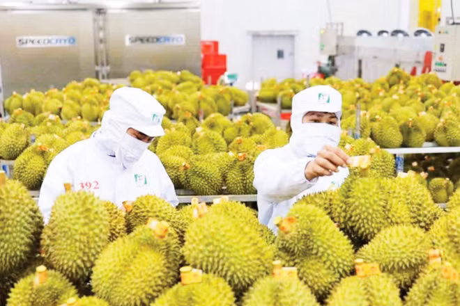 Kiểm tra sầu riêng trước khi xuất khẩu tại Công ty cổ phần Tập đoàn xuất nhập khẩu trái cây Chánh Thu. (Ảnh: Chánh Thu Group cung cấp)