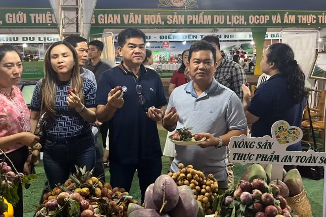Liên hiệp Hợp tác xã Thương mại Thành phố Hồ Chí Minh khảo sát tiêu thụ mận hậu Sơn La ngay tại vùng trồng.