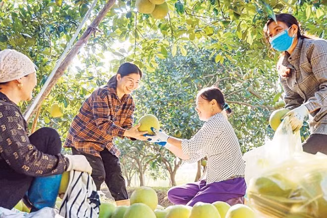Cây bưởi góp phần tạo nguồn thu nhập ổn định cho nhiều hộ gia đình ở xã Vĩnh Phú, tỉnh Phú Thọ. (Ảnh: PHÙNG HẢI)