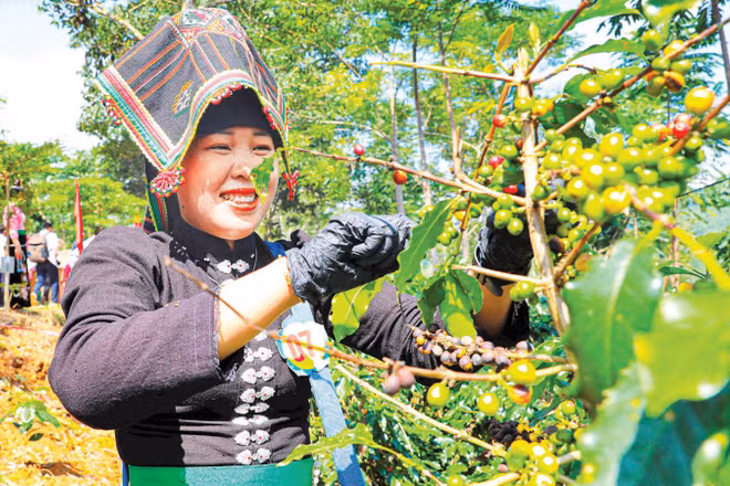 Tỉnh Điện Biên đặt mục tiêu đến năm 2030 có 20.000ha cây cà-phê Arabica, trở thành tỉnh đứng thứ hai cả nước về diện tích cây cà-phê Arabica.
