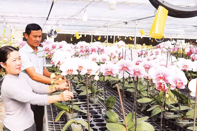 Vợ chồng anh Học, chị Hương bên những giàn hoa lan Hồ điệp phục vụ Tết Nguyên đán Bính Ngọ.