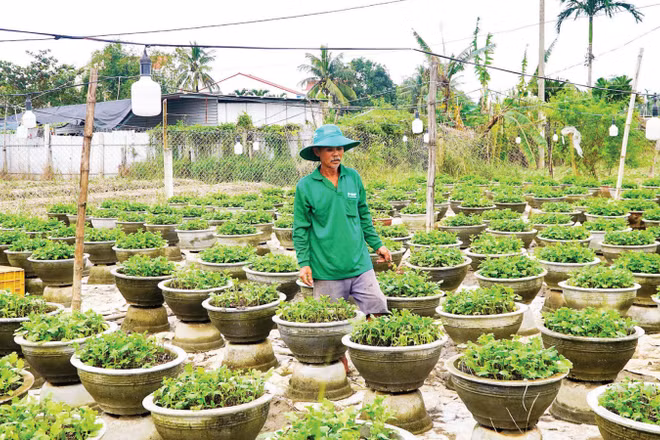 Ông Nguyễn Đức Khanh (phường Hội An Đông, thành phố Đà Nẵng) chăm sóc các chậu hoa cúc sau lũ.