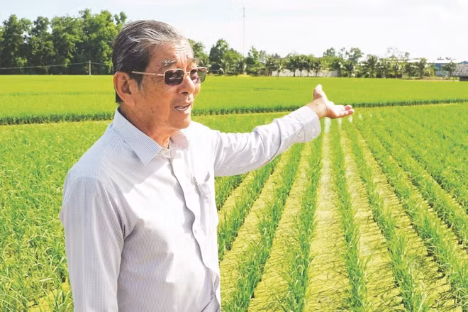 Nhà nông học-kỹ sư Hồ Quang Cua bên thửa ruộng lúa giống ST25. (Ảnh: Nguyễn Thanh Phong)