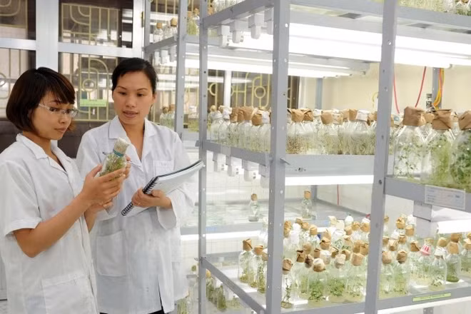 Nghiên cứu giống cây trồng tại Viện Sinh học Nông nghiệp (Học viện Nông nghiệp Việt Nam). (Ảnh: KHÁNH AN)