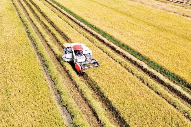Thu hoạch tại vùng lúa chất lượng cao, giảm phát thải tại tỉnh Đồng Tháp.