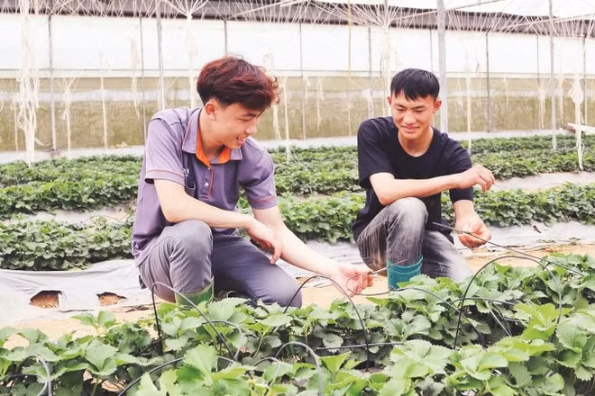Thành viên Hợp tác xã thanh niên Mộc Châu, tỉnh Sơn La kiểm tra hệ thống tưới nhỏ giọt tại vườn dâu tây.
