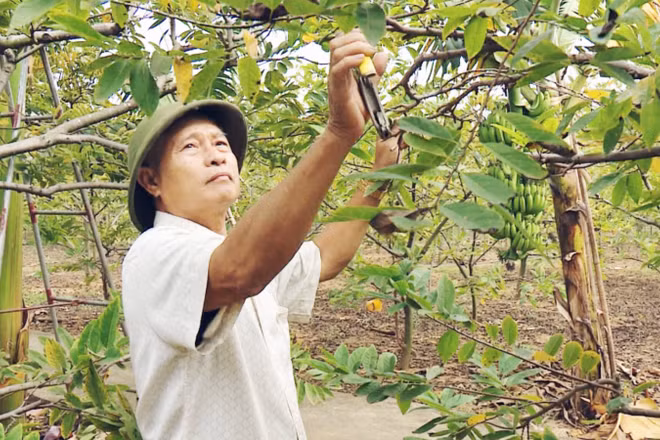 Ông Nguyễn Văn Được (phường Đông Triều, Quảng Ninh), người cao tuổi vẫn lao động khỏe mạnh khi về hưu.