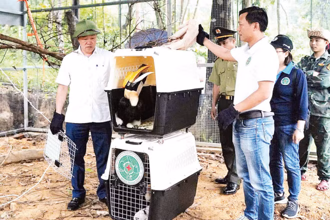 Ban Quản lý Vườn quốc gia Phong Nha-Kẻ Bàng tái thả chim hồng hoàng - loài chim quý hiếm, trở lại môi trường tự nhiên sau khi cứu hộ.