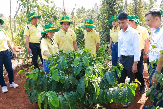 Chương trình canh tác cà-phê thông minh góp phần thực hiện chiến lược xanh hóa và giảm phát thải khí nhà kính của Bình Điền, hướng tới nền nông nghiệp bền vững.
