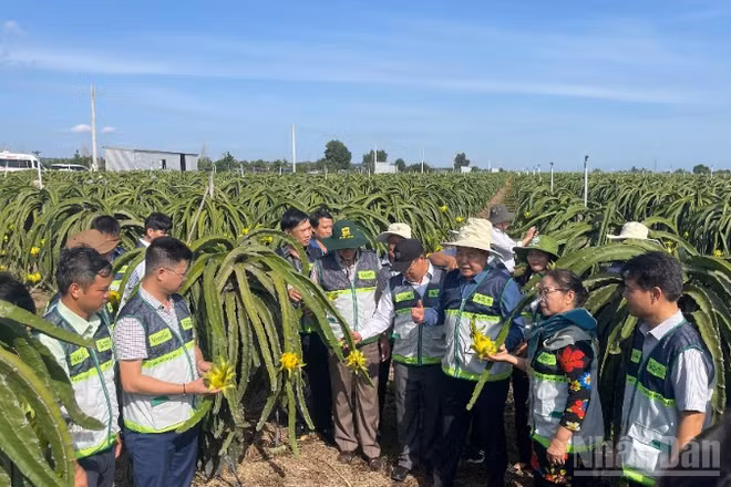 Nhiều mô hình thanh long sản xuất đang hướng tới giảm phát thải.
