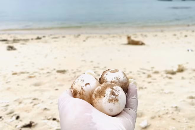 Trứng được nhân viên khu bảo tồn mang về khu ấp để bảo vệ an toàn. (Ảnh: Phi Phi)