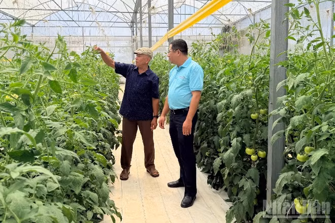 Ông Trần Sơn Tây (xã Tân Hội) chăm sóc vườn cà chua.