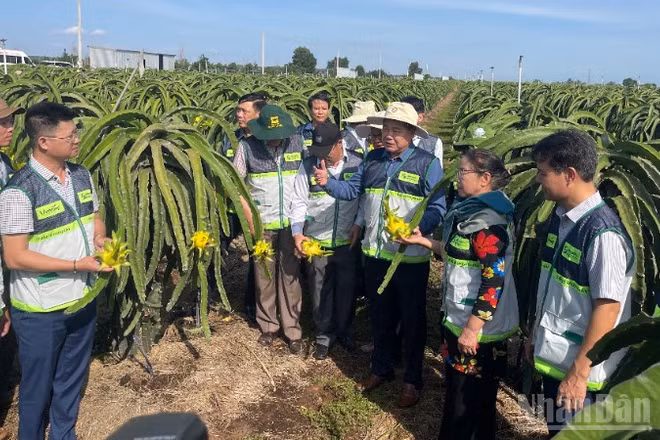 Trung tâm Khuyến nông các địa phương tham quan vườn thanh long.