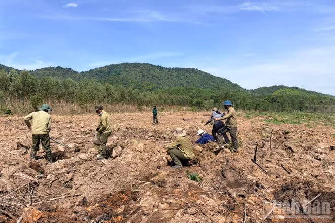Các công nhân đang trồng rừng tại xã Hàm Thạnh.