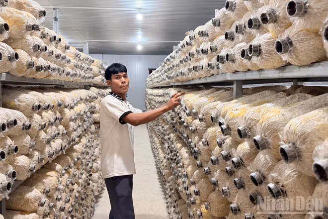 Mô hình trồng nấm đang phát triển. (Ảnh: THANH HẢI).