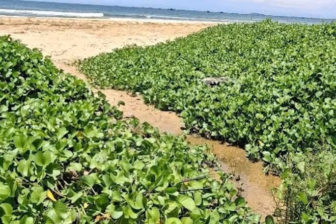 Nước thải khu du lịch Asteria có màu đen chảy ra biển.