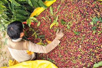 Thu hoạch cà phê.