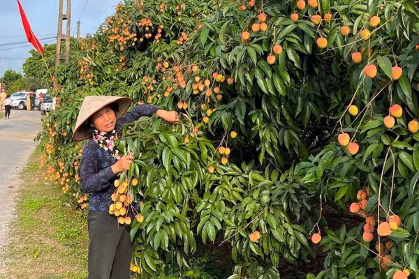 Vùng trồng vải thiều ở xã Thanh Hà, Hải Phòng.