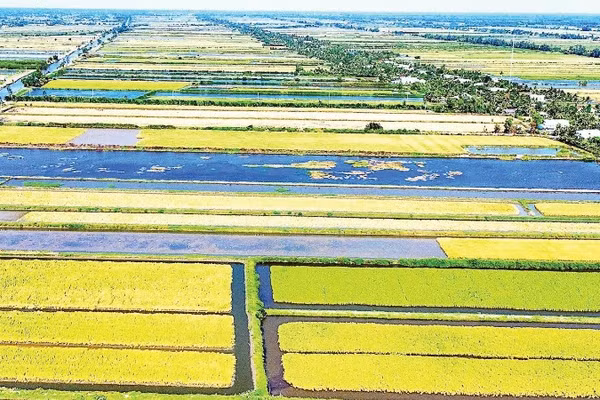 Cánh đồng lúa-tôm được giới chuyên gia đánh giá là mô hình canh tác sinh thái đặc thù tại đồng đất Cà Mau, cho ra những sản phẩm gạo hữu cơ đạt nhiều chứng nhận quốc tế và thân thiện với môi trường.