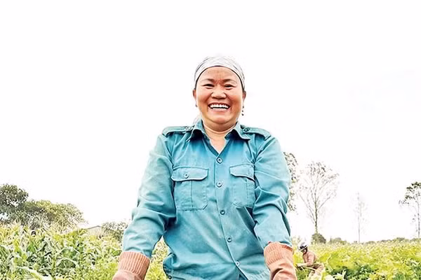 Nông dân xã Cửa Tùng thu hoạch môn tây.
