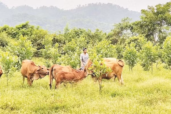Mô hình chăn nuôi bò tập trung giúp người dân xã Ba Lòng phát triển kinh tế bền vững.
