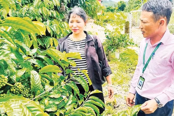 Nhân viên phòng Giao dịch, Ngân hàng Chính sách xã hội Ngọc Hồi khảo sát mô hình trồng cà-phê của các hộ dân vay vốn.