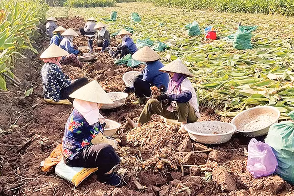 Nông dân xã Chí Minh, tỉnh Hưng Yên thu hoạch nghệ cho năng suất bình quân 27 tấn củ/ha.