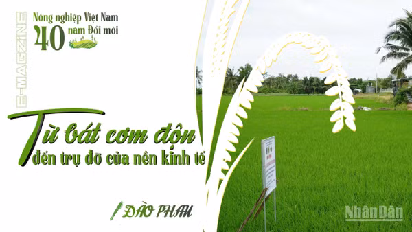 Từ bát cơm độn đến trụ đỡ của nền kinh tế