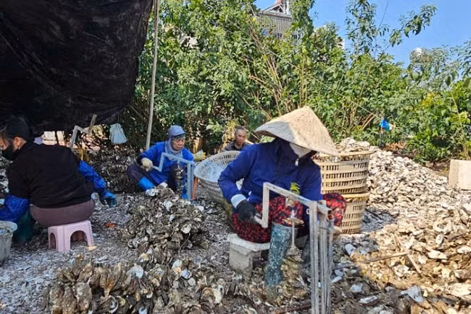 Cơ sở chế biến hàu ở thôn Phúc Tiến, xã Đầm Hà luôn có khoảng 30 lao động với mức thu nhập 200.000 đồng/người/ngày.